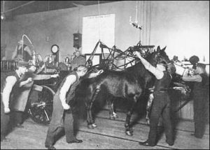 Metal rods called “spiders” dropped the harnesses onto the horses backs.